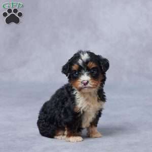 June, Mini Bernedoodle Puppy